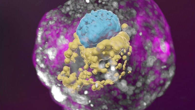 130998313_embryo.jpg