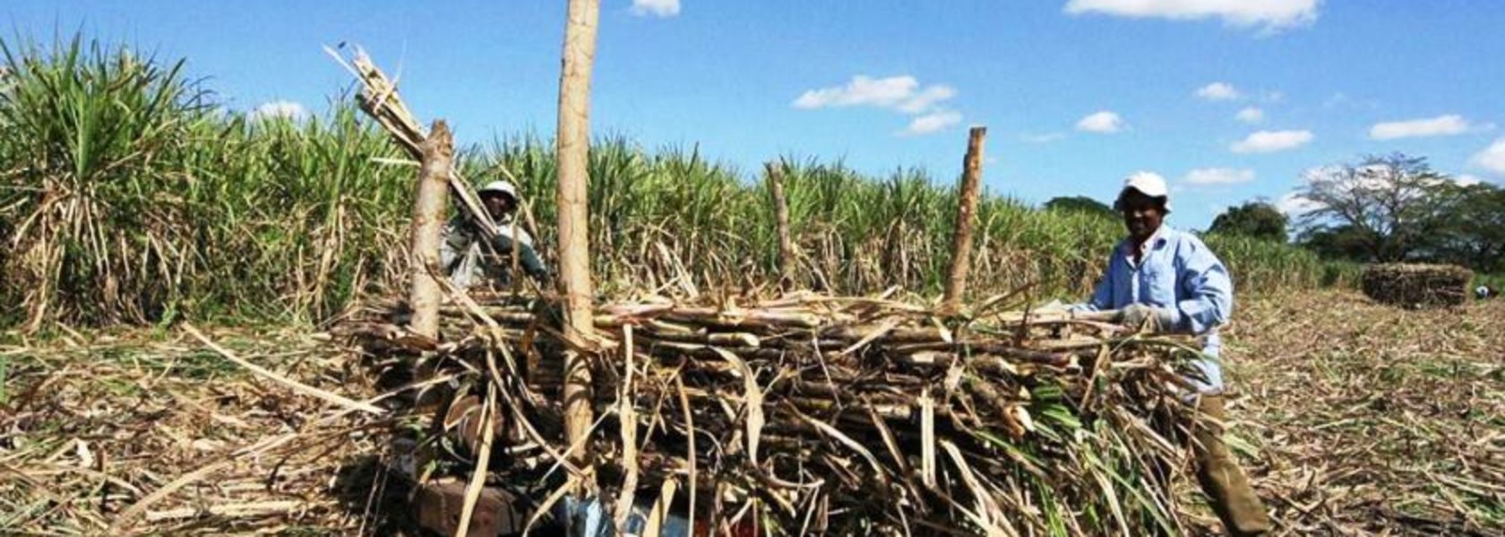 sugarcane-1680x600.jpg